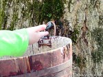 Hueston Woods Maple Syrup Festival
