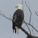 Eagle near Winfield Lock