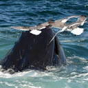 Humpback Whale off of Cape Cod