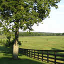 A Kentucky Horse Farm