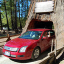 Chandelier Drive-Thru Tree