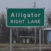 Alligator Sign