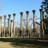 Ruins of Windsor, Port Gibson, MS