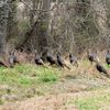 Natchez Trace Parkway